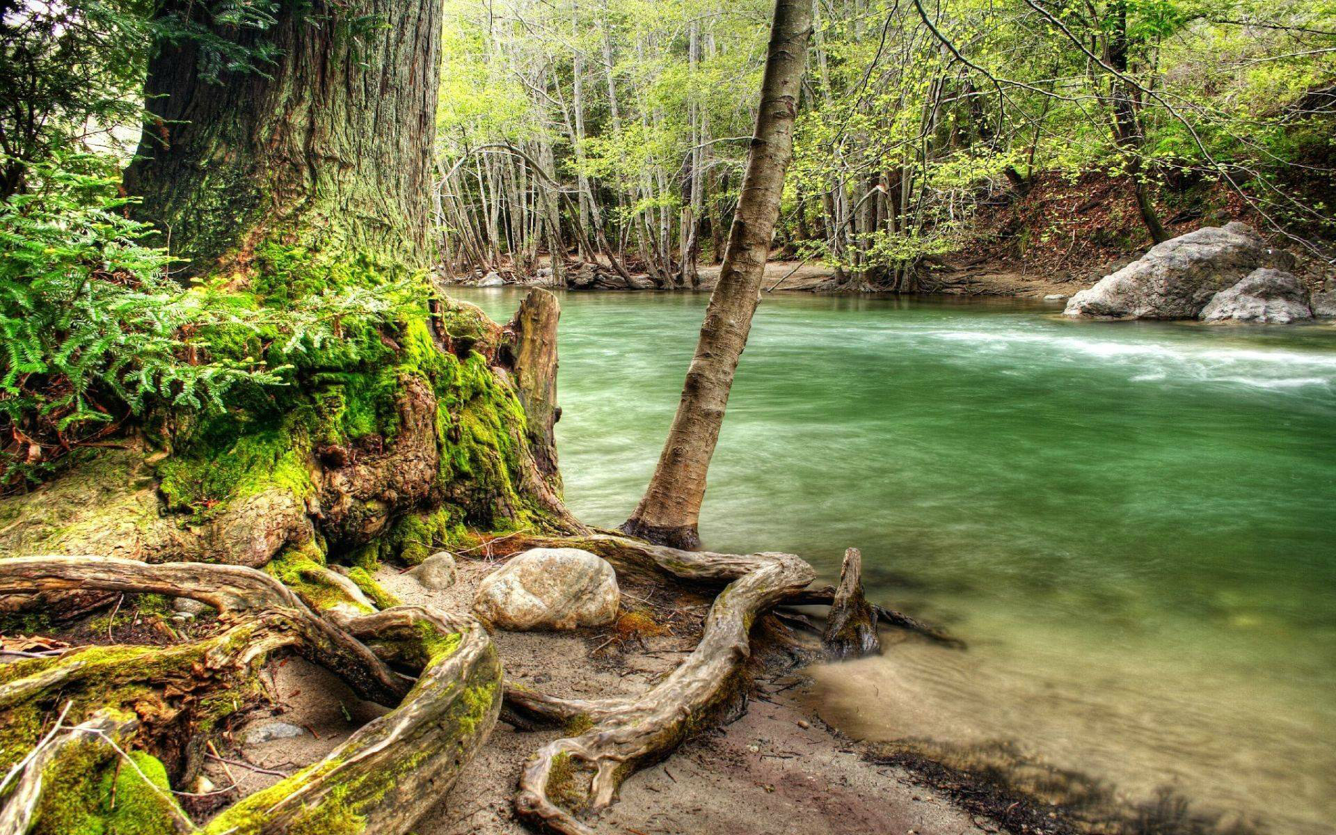 photo d'une forêt