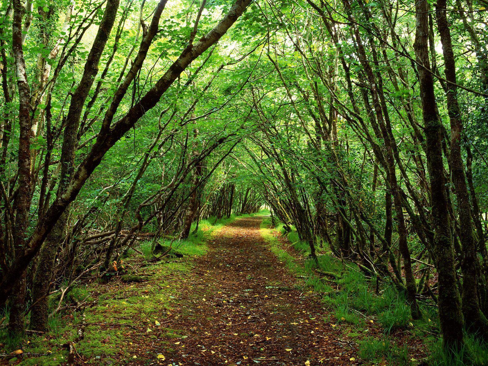 photo d'une forêt